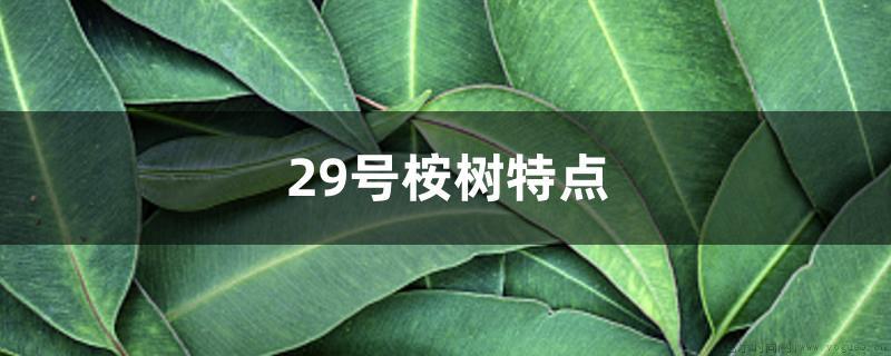 29号桉树特点