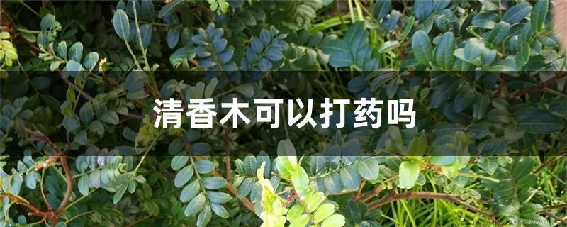 清香木可以打药吗