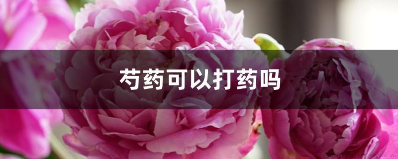 芍药可以打药吗