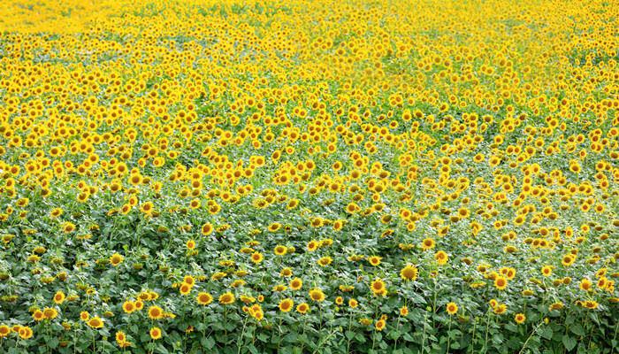 太阳花为什么不能用营养土