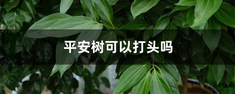 平安树可以打头吗