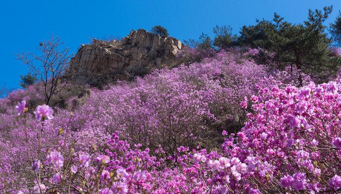 杜鹃花叶子干枯一碰就掉还能活吗