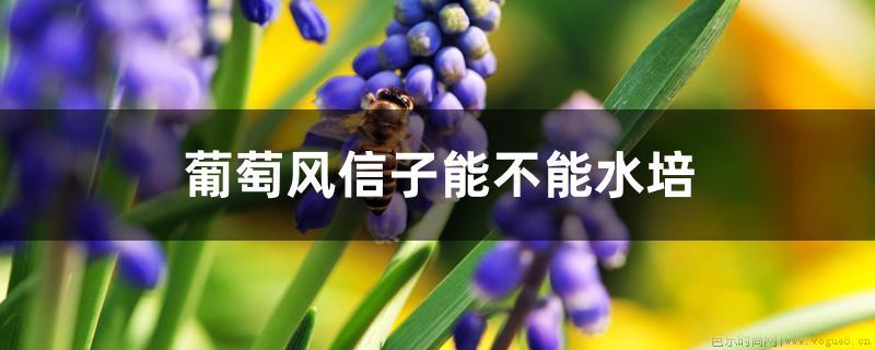 葡萄风信子能不能水培