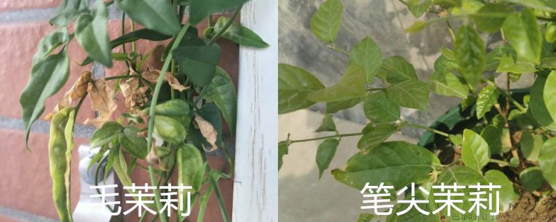 毛茉莉与笔尖茉莉区别