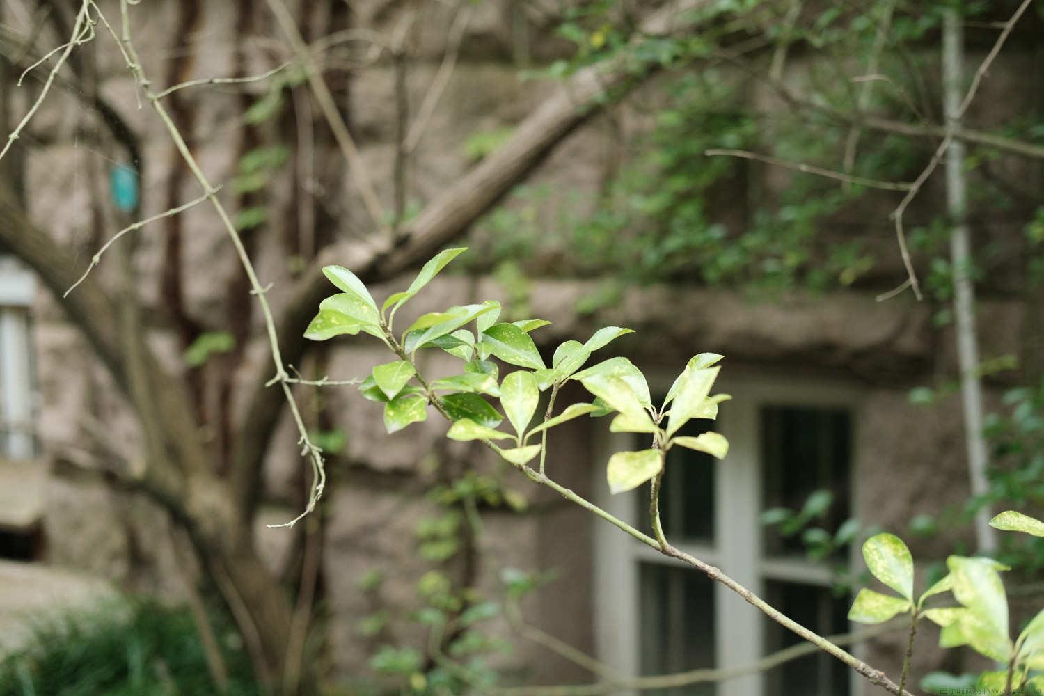 冬青是藤本植物吗