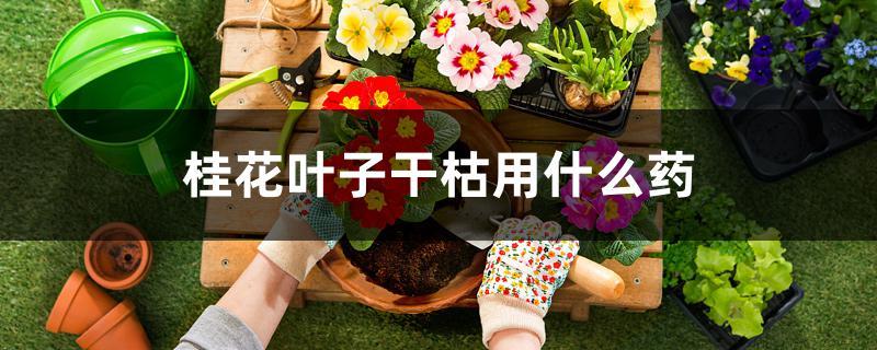 桂花叶子干枯用什么药