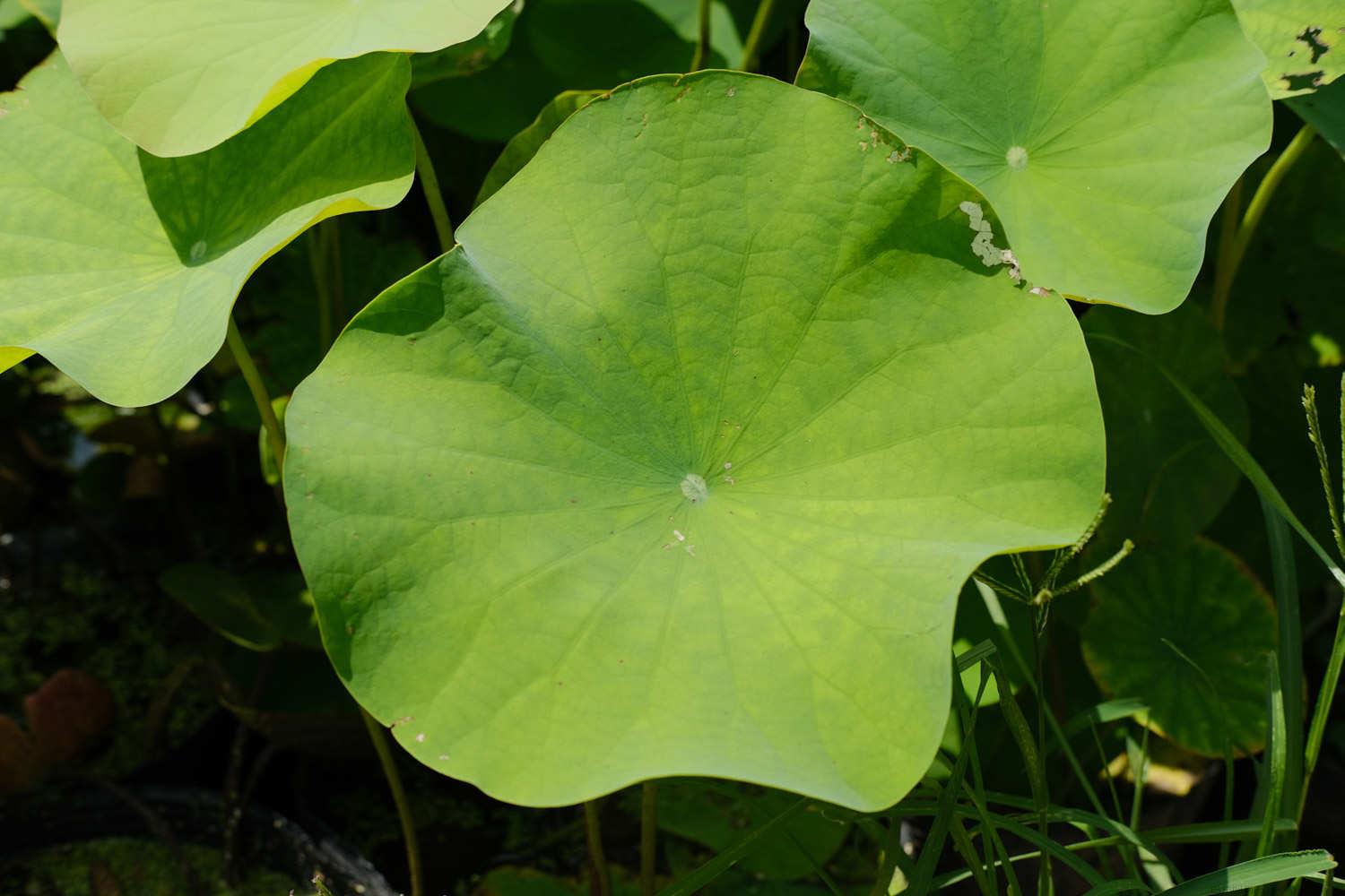 荷花叶子小的原因，叶子是什么颜色和形状