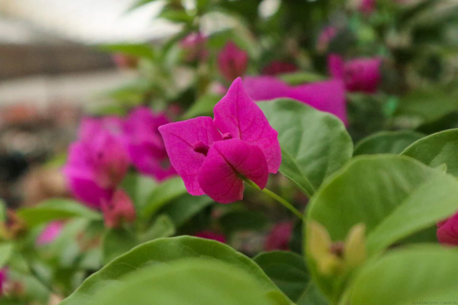 三角梅花期怎样养护，花期在什么时间