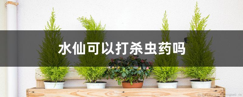 水仙可以打杀虫药吗