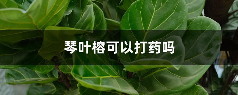 琴叶榕可以打药吗