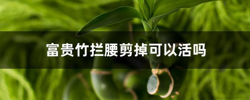 富贵竹拦腰剪掉可以活吗