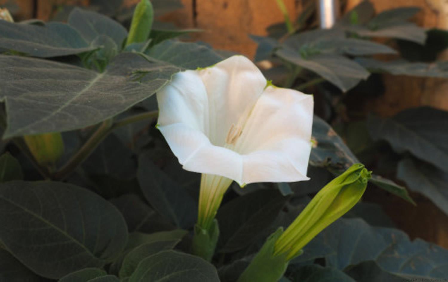 曼陀罗的花语是什么，如何养护可以迅速开花