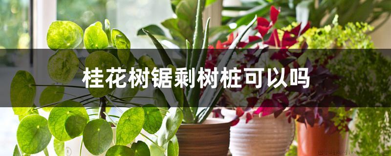 桂花树锯剩树桩可以吗