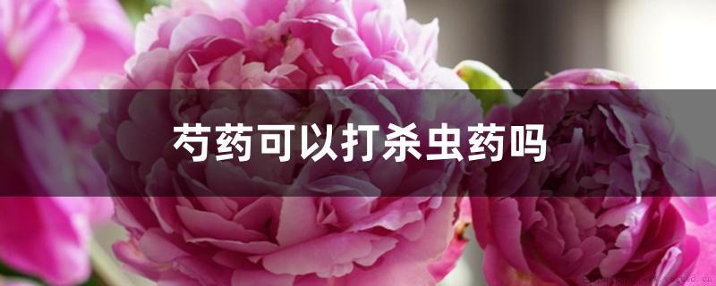 芍药可以打杀虫药吗