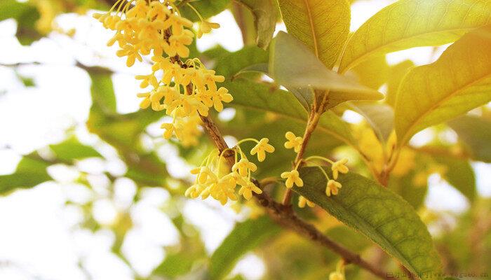 桂花树移栽什么季节好