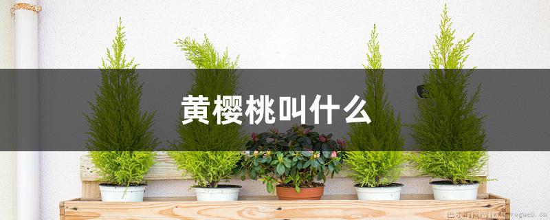 黄樱桃叫什么