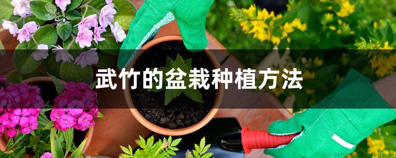 武竹的盆栽种植方法