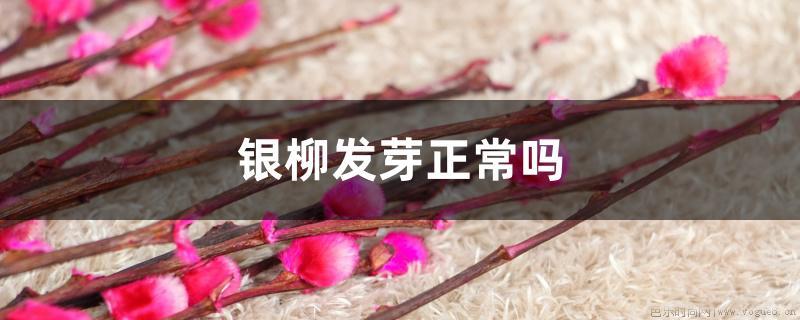 银柳发芽正常吗