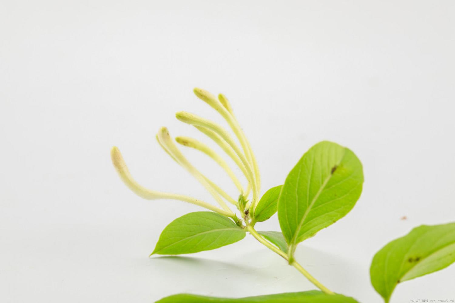 金银花的繁殖方法