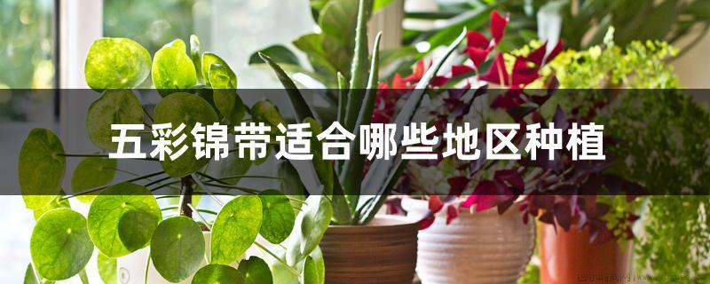 五彩锦带适合哪些地区种植，一年开几次花