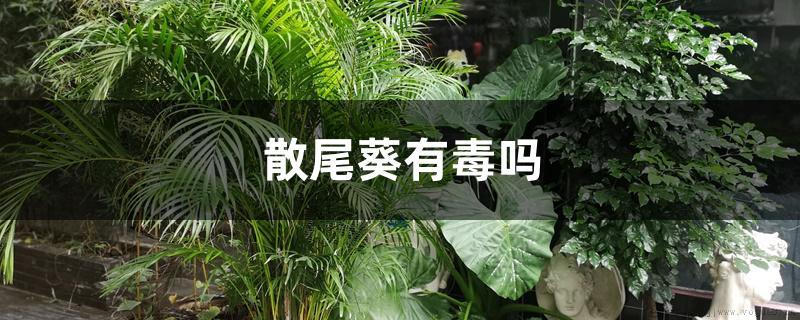 散尾葵有毒吗