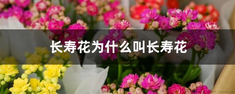 长寿花为什么叫长寿花