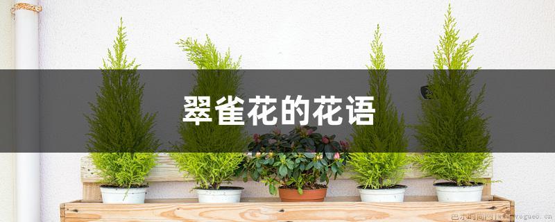 翠雀花的花语