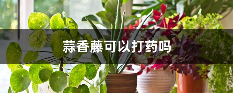 蒜香藤可以打药吗