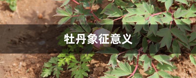 牡丹象征意义