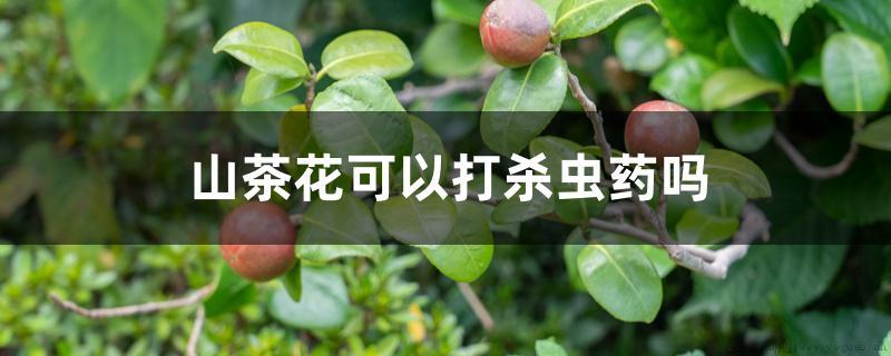 山茶花可以打杀虫药吗