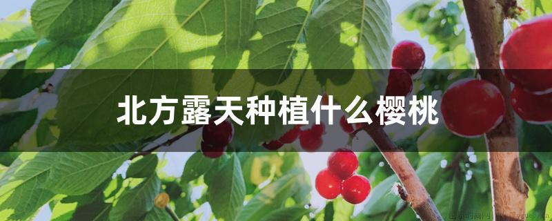 北方露天种植什么樱桃