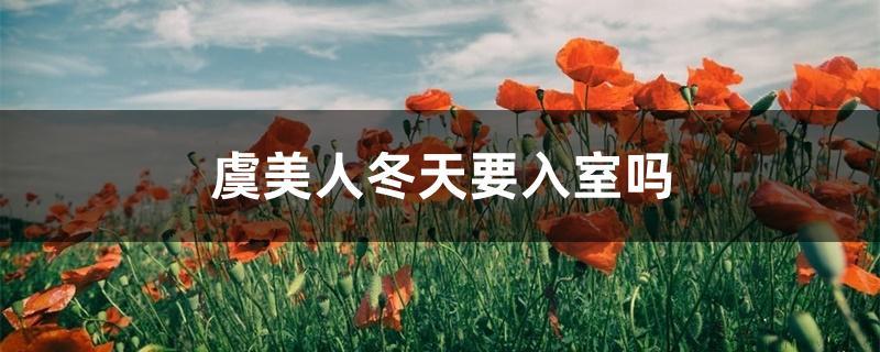 虞美人冬天要入室吗