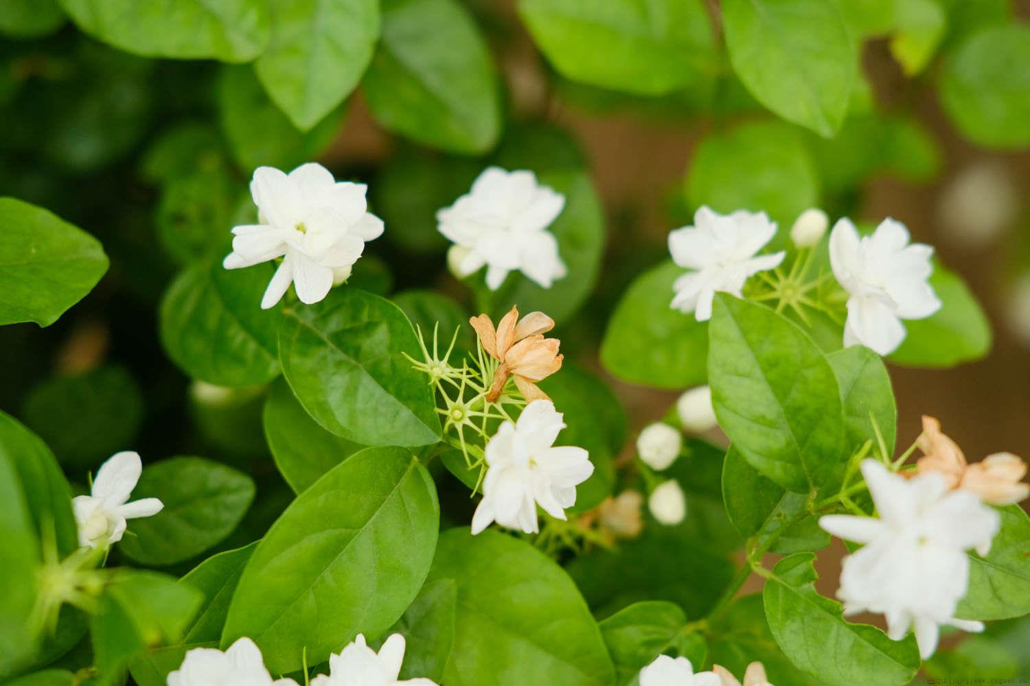 茉莉花开花后怎么修剪