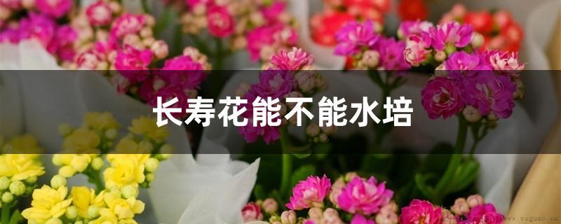 长寿花能不能水培