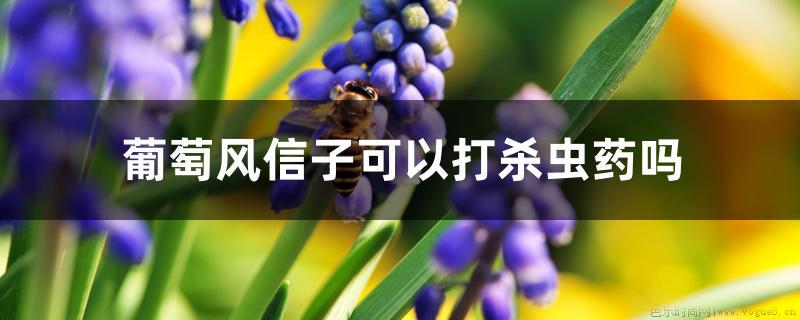 葡萄风信子可以打杀虫药吗