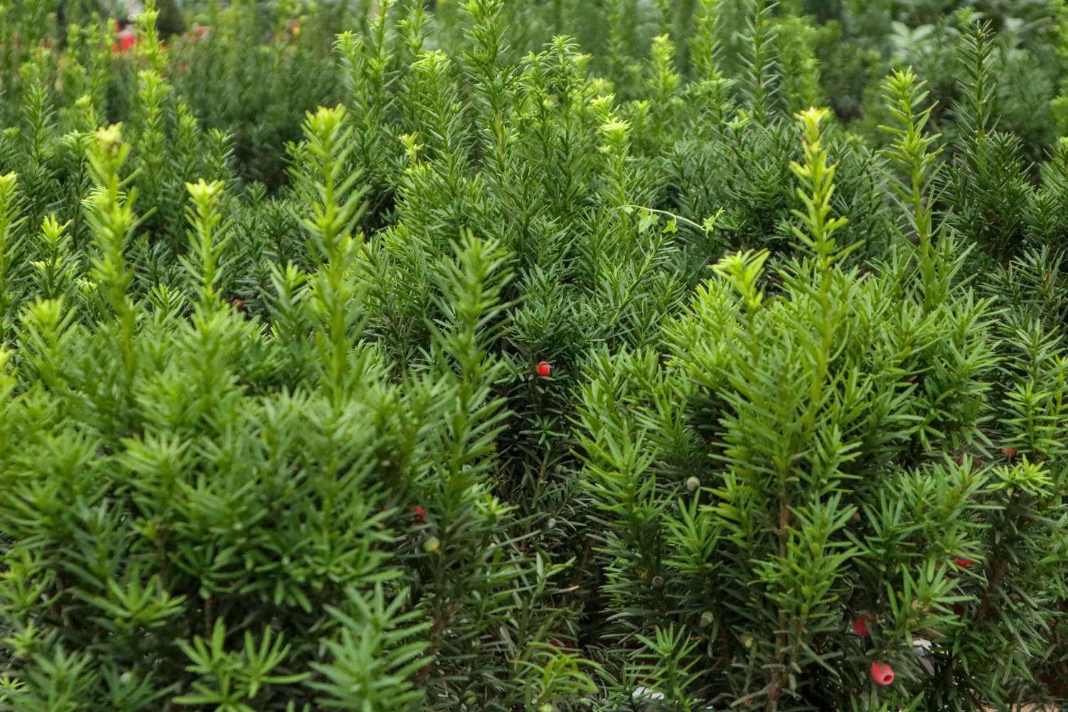 红豆杉老桩怎么栽种，刚移植完能浇水吗