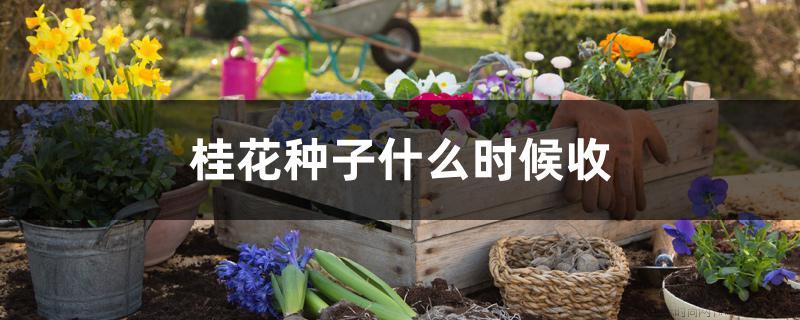 桂花种子什么时候收