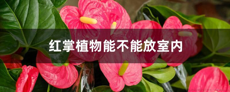 红掌植物能不能放室内