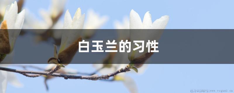 白玉兰的习性