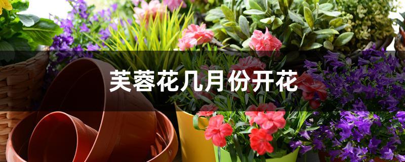 芙蓉花几月份开花