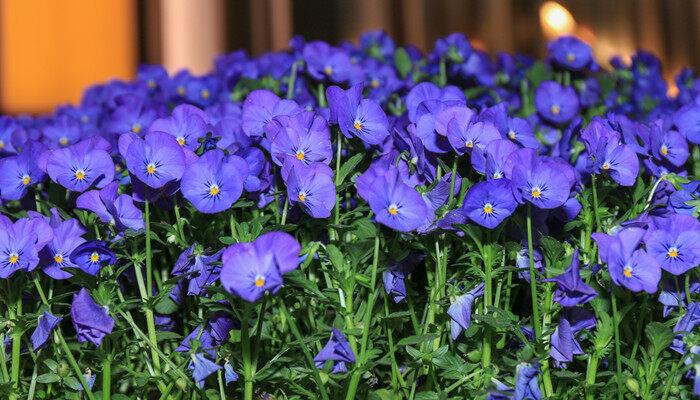 三色堇什么季节开花