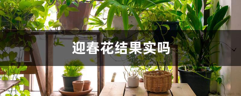 迎春花结果实吗