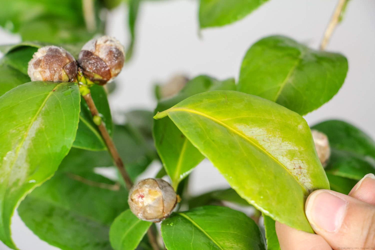 怎么嫁接茶花，嫁接砧木有几种