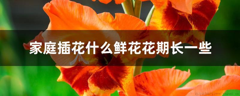 家庭插花什么鲜花花期长一些