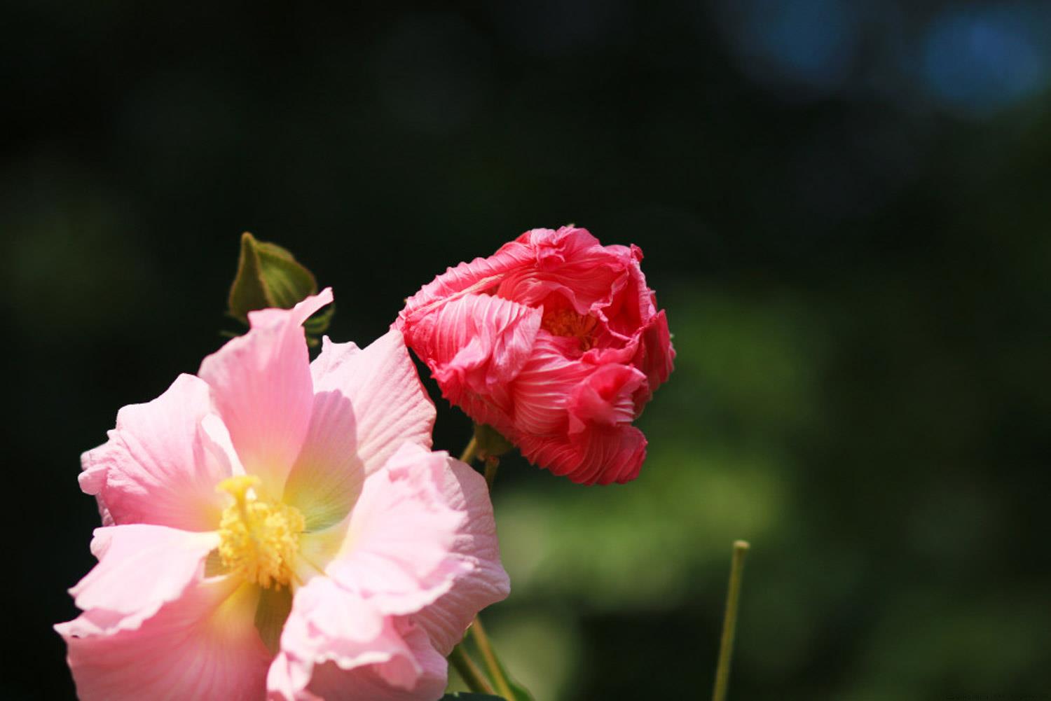 木芙蓉和芙蓉花的区别