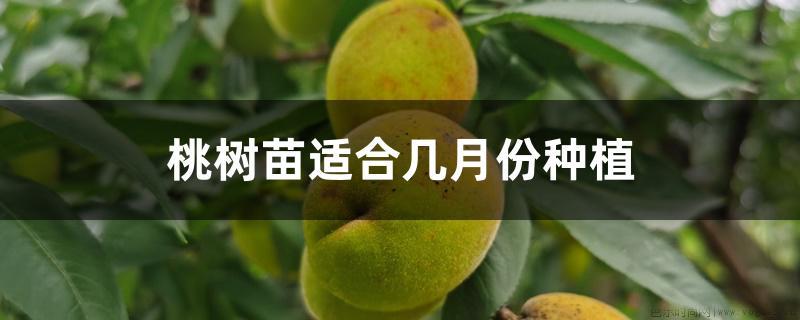 桃树苗适合几月份种植