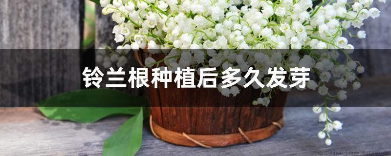 铃兰根种植后多久发芽