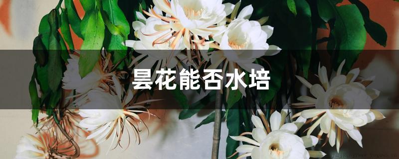 昙花能否水培