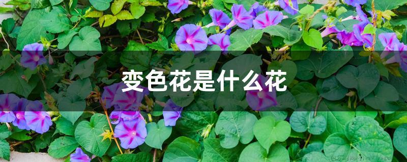 变色花是什么花