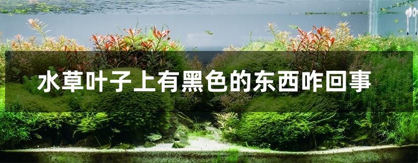 水草叶子上有黑色的东西咋回事